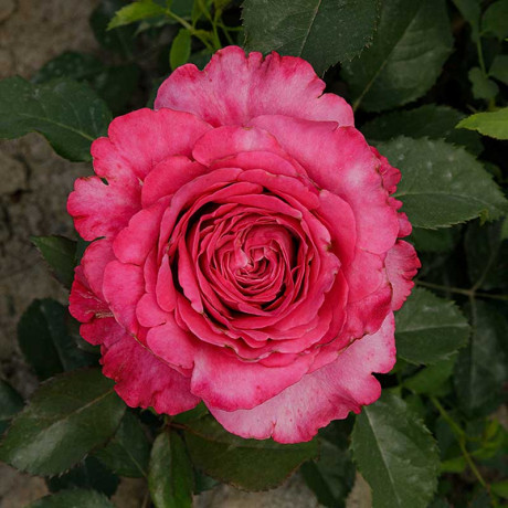 Роза чайно-гибридная Олл Фо Лав Садовита