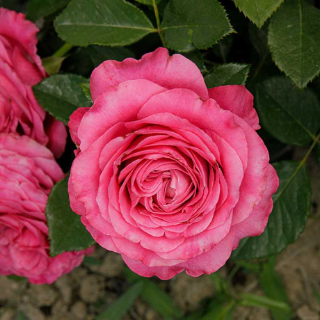 Роза чайно-гибридная Олл Фо Лав Садовита