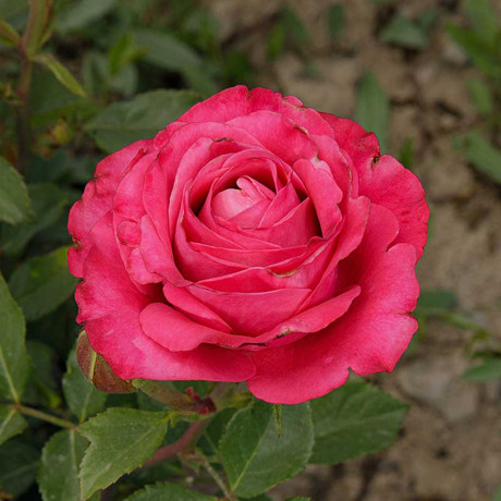 Роза чайно-гибридная Олл Фо Лав Садовита