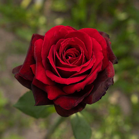 Роза чайно-гибридная Адмирал Садовита