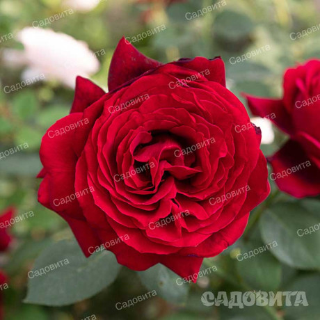 Роза чайно-гибридная Адмирал Садовита