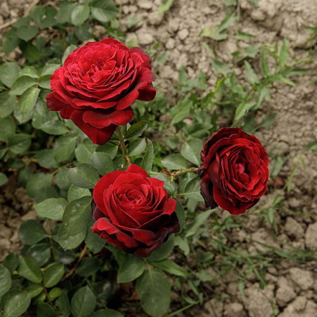 Роза чайно-гибридная Адмирал Садовита