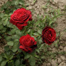 Роза чайно-гибридная Адмирал Садовита