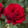 Роза чайно-гибридная Адмирал Садовита