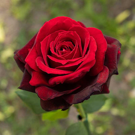 Роза чайно-гибридная Адмирал Садовита