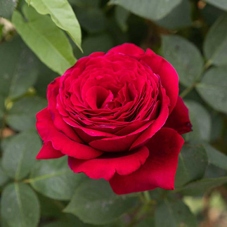 Роза чайно-гибридная Адмирал Садовита