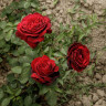 Роза чайно-гибридная Адмирал Садовита
