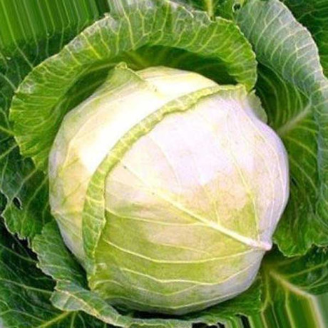 Капуста Бирючекутская Марс Ц