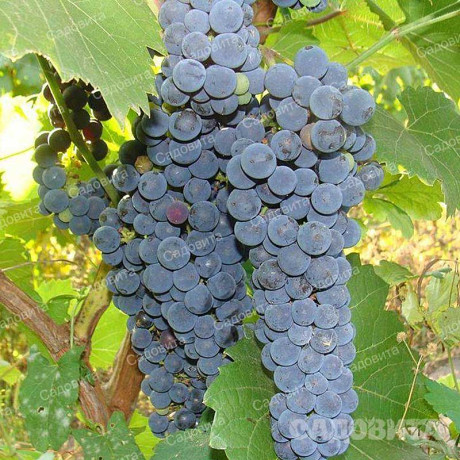 Виноград Один (Амурский прорыв) среднеранний Садовита