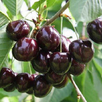 Дюк Спартанка Садовита