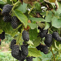 Ежевика Прайм Арк Фридом Садовита