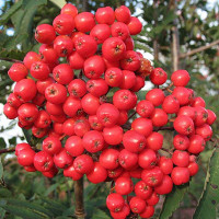 Рябина Алая Крупная Садовита