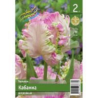 Тюльпан Кабанна 10/11 2 шт