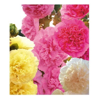 Мальва Гирлянда смесь НК Ц