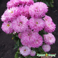 Аст Седой букет НК Ц