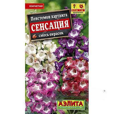 Пенстемон Сенсация Аэлита Ц х10