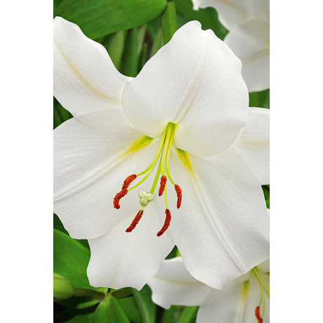 Лилия Каса Бланка 12/14 5 шт Садовита