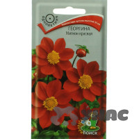 Георгин Мигнон красная Поиск Ц