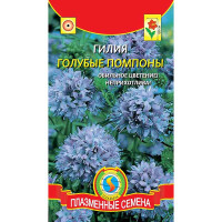 Гилия Голубые помпоны Плазма Ц