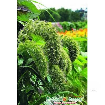 Щетинник Лисий хвост НК Ц