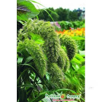 Щетинник Лисий хвост НК Ц