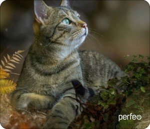 Perfeo Коврик для комп. мыши "Cat", Рис.27 (180x220x2 мм), ткань+резин.основание PF_D0671