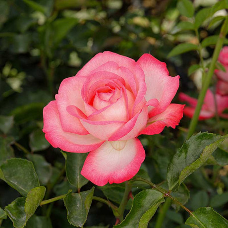 Роза плетистая Антик Садовита