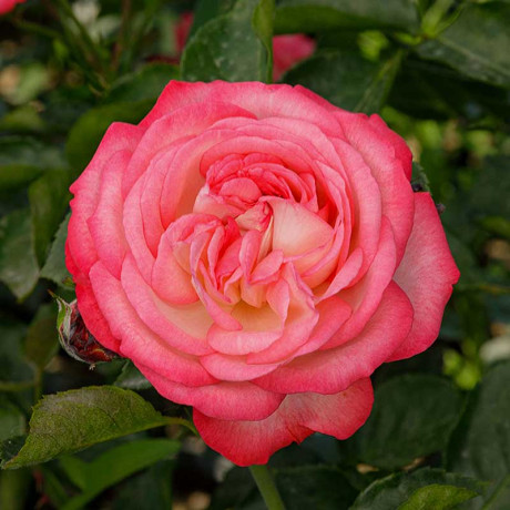 Роза плетистая Антик Садовита