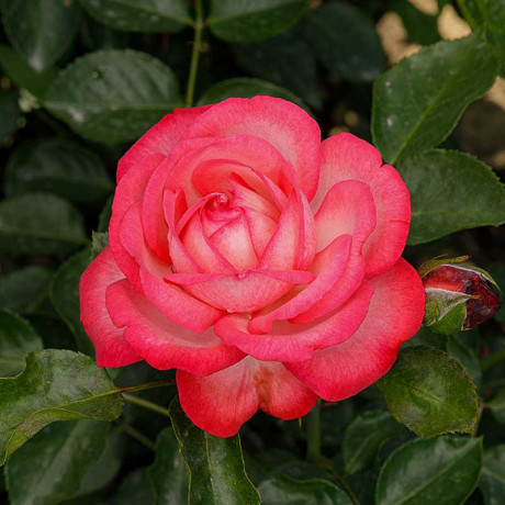 Роза плетистая Антик Садовита