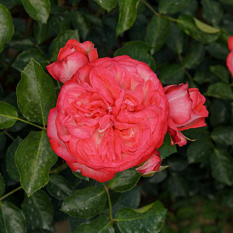 Роза плетистая Антик Садовита