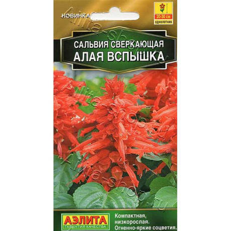 Сальвия Алая Вспышка Аэлита Ц