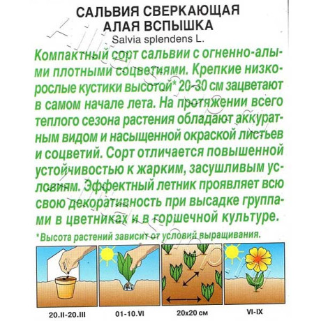 Сальвия Алая Вспышка Аэлита Ц