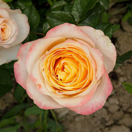 Роза чайно-гибридная Свит Вувузелла Садовита