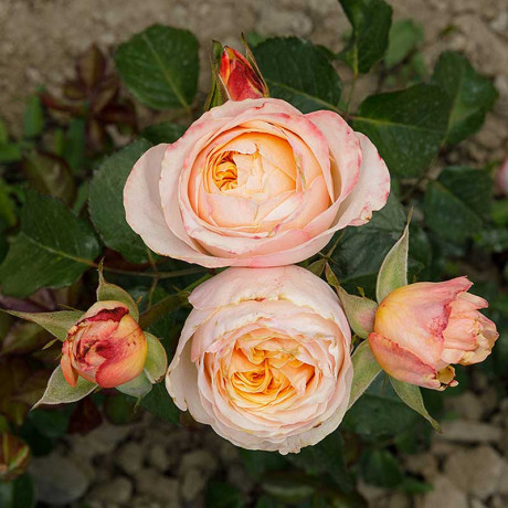 Роза чайно-гибридная Свит Вувузелла Садовита