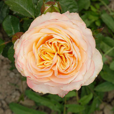 Роза чайно-гибридная Свит Вувузелла Садовита