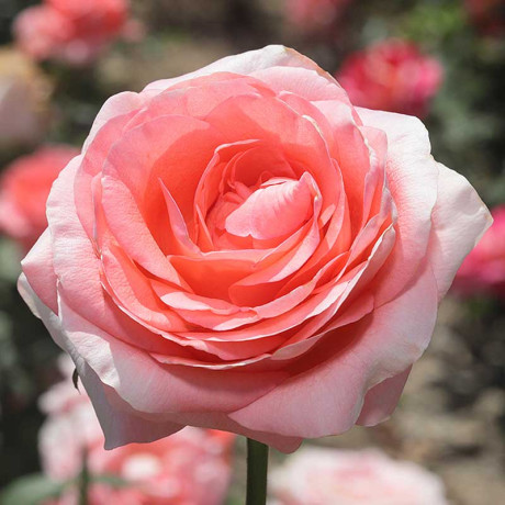 Роза чайно-гибридная Лондон ай Садовита