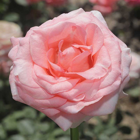 Роза чайно-гибридная Лондон ай Садовита