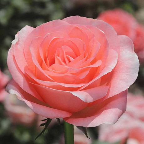 Роза чайно-гибридная Лондон ай Садовита