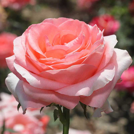 Роза чайно-гибридная Лондон ай Садовита