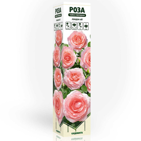 Роза чайно-гибридная Лондон ай Садовита