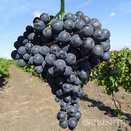 Виноград Северный плечистик технический (среднепоздний) Садовита