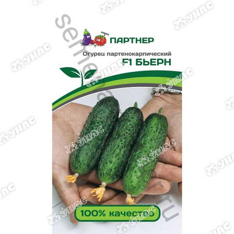 Огурец Бьерн Партнер Ц