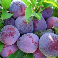 Слива Конфетная Садовита