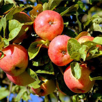 Яблоня Яблочный спас (полукарлик) Садовита