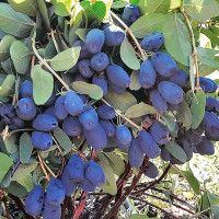 Жимолость Индиго джем Садовита