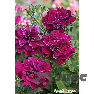 Петуния Дабл Каскад Бургунди махр крупноцветк НК Ц