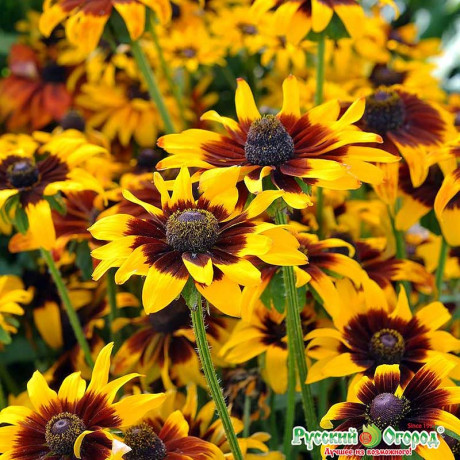 Рудбекия Ястребиный глаз НК Ц