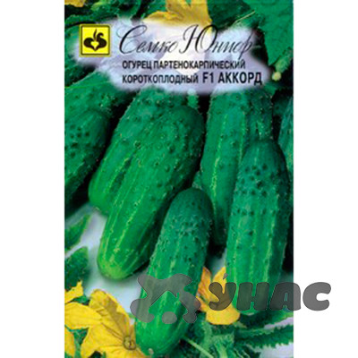 Огурец Аккорд Семко Ц