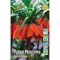 Фритиллярия Рубра Максима 18/20 1 шт