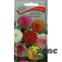 Георгин помпонная Смесь окрасок Поиск Ц